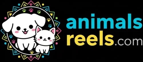 Animals Reels